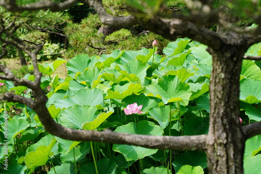 Foto de Beautiful light green lotus leaves and lotus flower buds. At