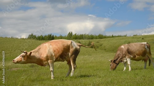 A cow pisses in a meadow in the village. Cattle grazing in the field on a sunny day