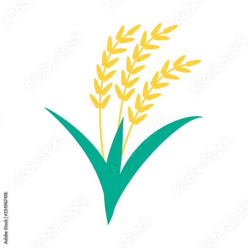 rice isolated on white background