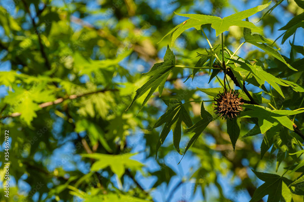Liquidambar stratsiflua tree with seeds. Blurred background Brown spherical seeds of Liquidambar styraciflua with spikes are similar to virus molecule. Coronavirus - 2019, Covid-19. Selective focus. Liquidambar stratsiflua tree with seeds. Blurred background Brown spherical seeds of Liquidambar styraciflua with spikes are similar to virus molecule. Coronavirus - 2019, Covid-19. Selective focus.