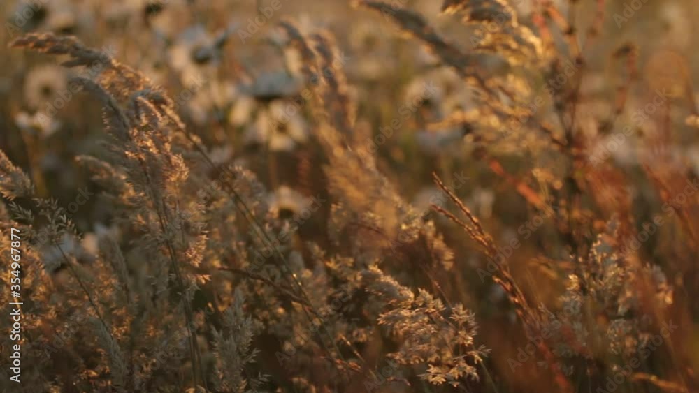 Grass At Sunset In Wind Mid Angle Grass At Sunset In Wind Mid Angle