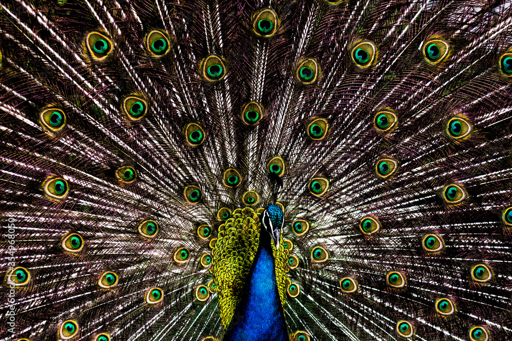 Fototapeta premium peacock with feathers