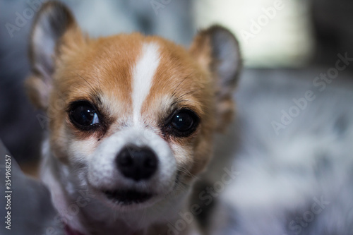 portrait of a chihuahua © Andrew