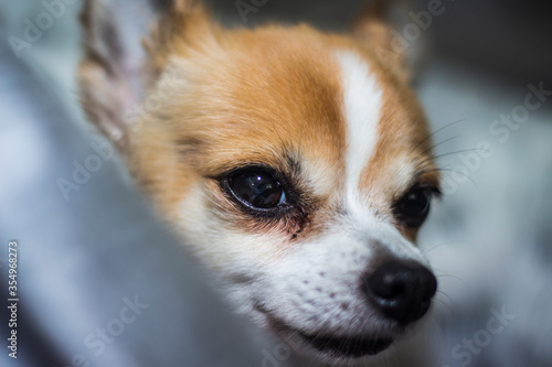 portrait of a chihuahua © Andrew