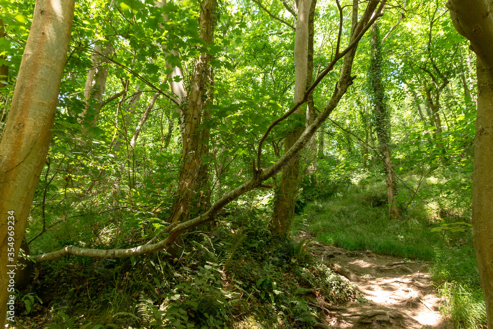 Obraz premium Tree Tops