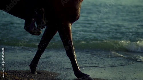 Horses running at the beach in Greece, close up on their legs photo