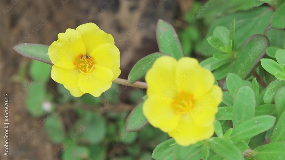 Little bees with yellow flowers (Common Purslane) on a background of green leaves Little bees with yellow flowers (Common Purslane) on a background of green leaves