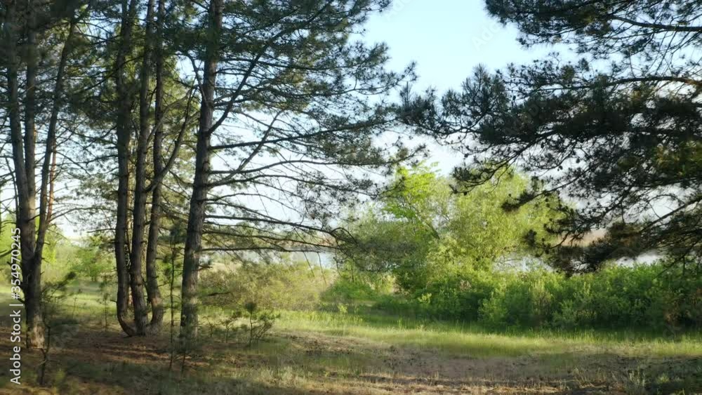 Amazing view of river and beautiful forest on sunny day. Drone video recording Amazing view of river and beautiful forest on sunny day. Drone video recording