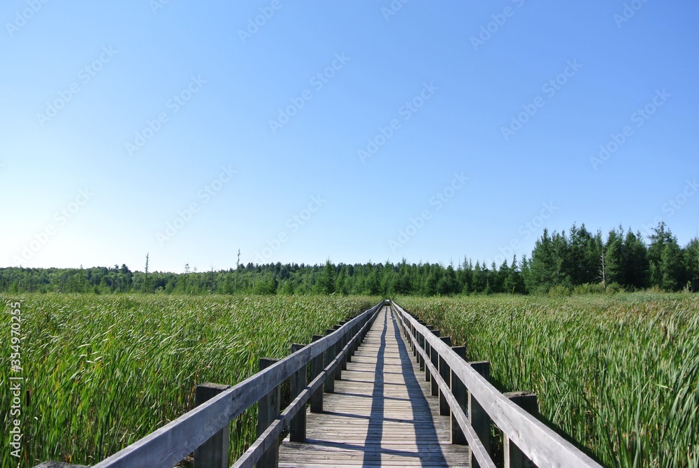 Wooden walkway in the midst of tall grass in Mer Bleue Bog on a sunny day. 