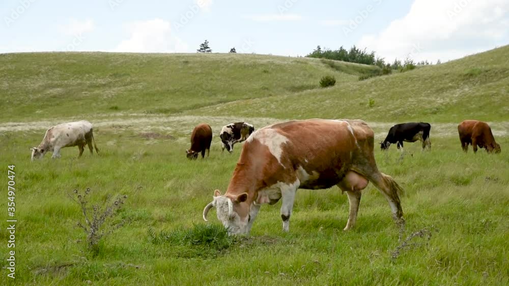 Cows eat grass in the field. Cattle graze in the meadow on a sunny day. Cows eat grass in the field. Cattle graze in the meadow on a sunny day.