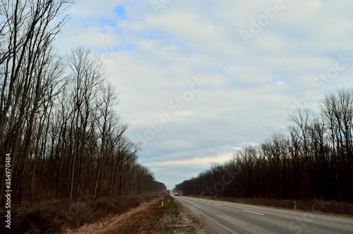 Photo background road in the forest
