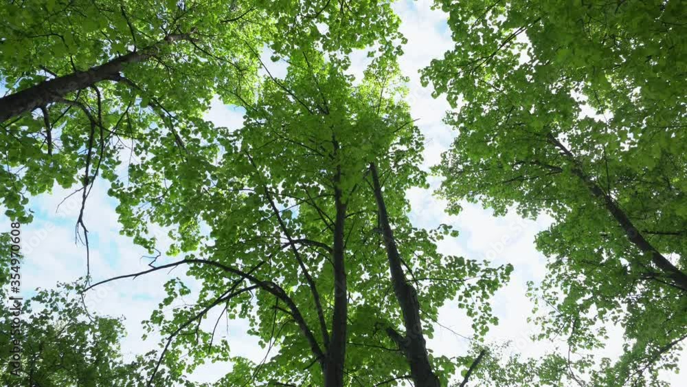 Green Trees Against Blue Sky and Shining Sun. Travel Vacation Nature Concept. Look Up View in Forest Background. 4K Steadycam Footage. Green Trees Against Blue Sky and Shining Sun. Travel Vacation Nature Concept. Look Up View in Forest Background. 4K Steadycam Footage.