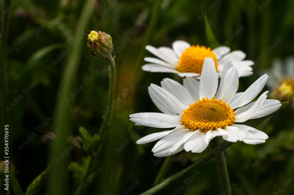 Wild Chamomile flower close-up with blurred background photography Wild Chamomile flower close-up with blurred background photography