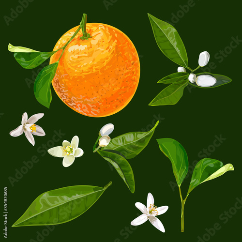 orange fruit with leaves and flowers