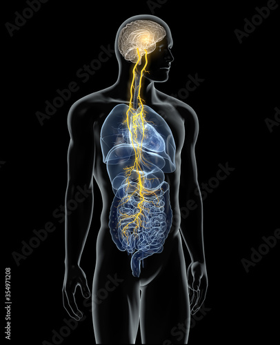 Принти на полотні Vagus nerve with lungs, heart, stomach and digestive tract, medically illustrati