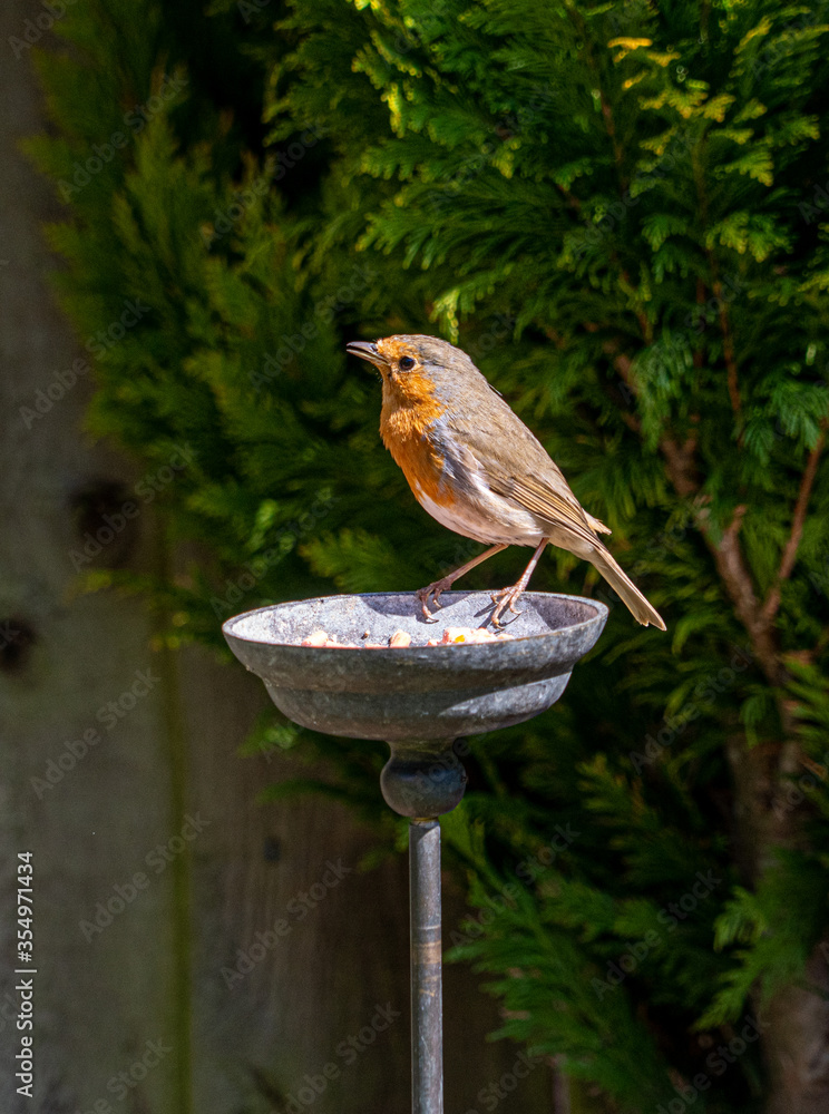 Naklejka premium Robin Redbrest on Brass Feeder in Garden in Spring