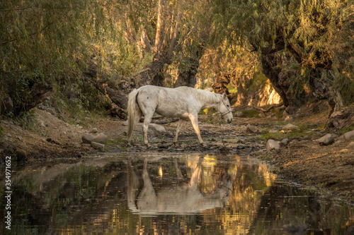 caballo blanco en la naturaleza