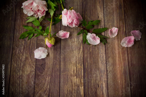 beautiful blooming peonies with petals on a wooden table