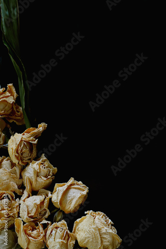 Dried rose flowers isolated on black background.