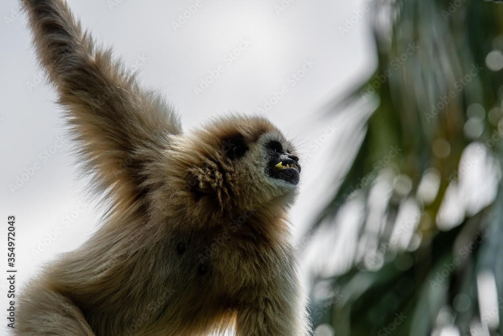 Naklejka premium Lisbon/Portugal - May 18, 2020 Hylobates lar at the Lisbon Zoo