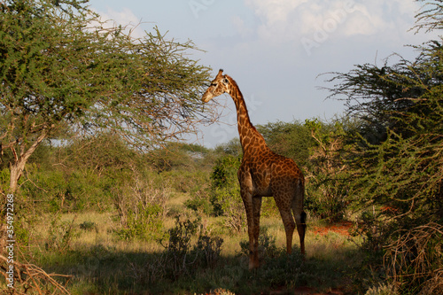 Giraffe standing close to trees during sunset in Kenya.