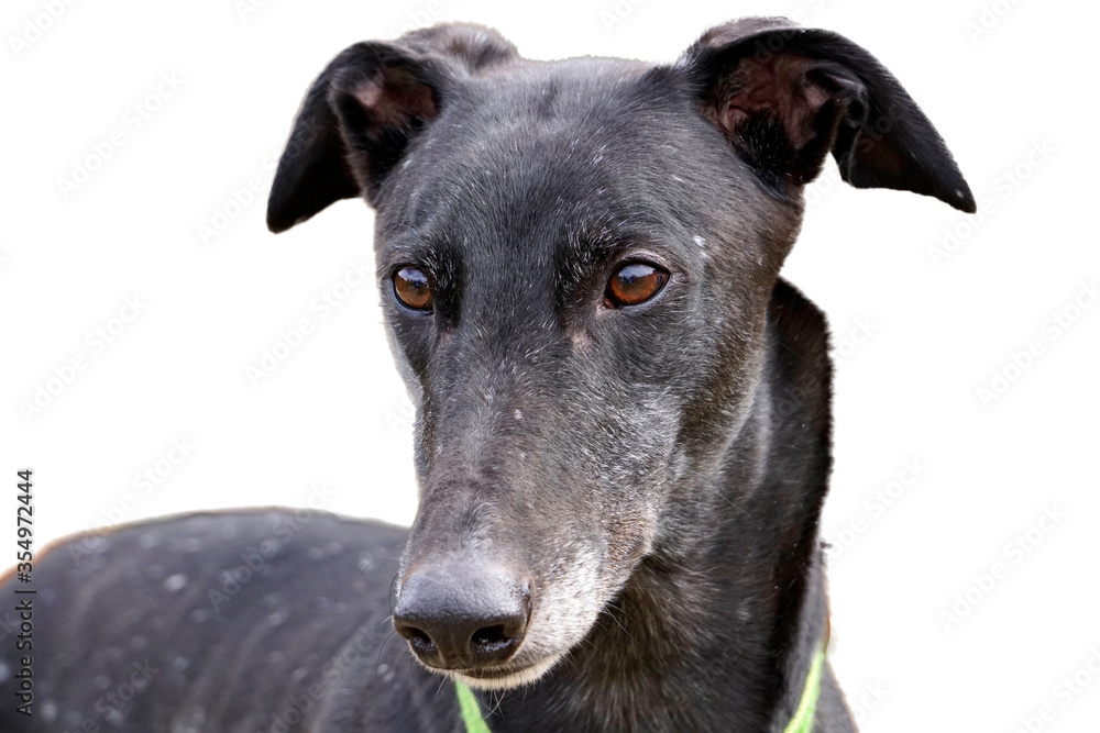 A portrait of an adult black greyhound with distinctive white flecks in the coat known as snowflake