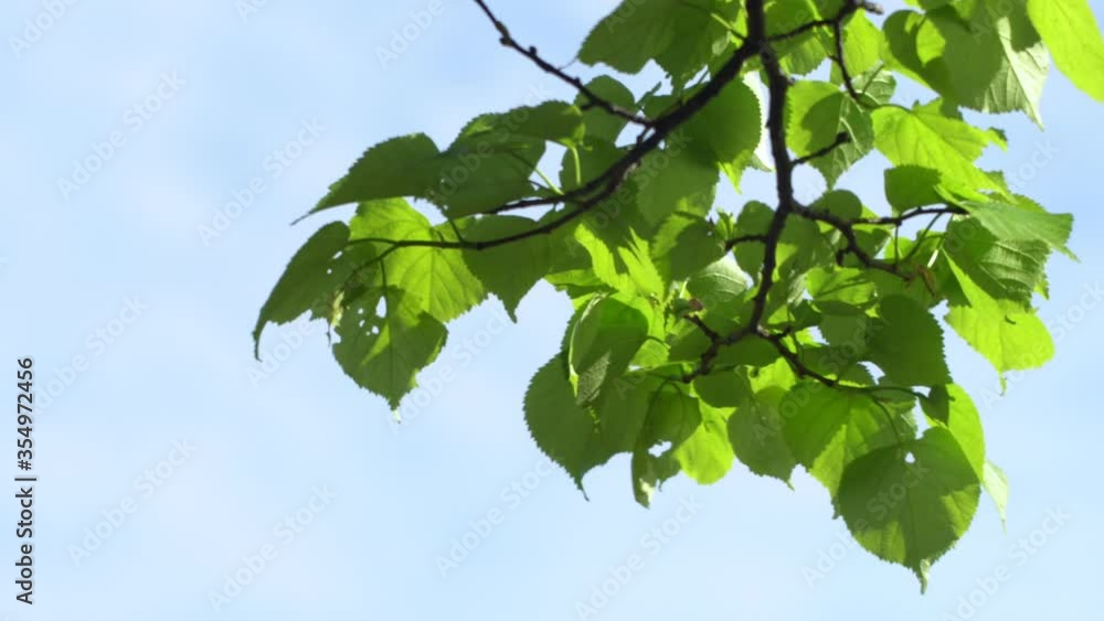 Green Trees Against Blue Sky and Shining Sun. Travel Vacation Nature Concept. Look Up View in Forest Background. 4K Steadycam Footage. Green Trees Against Blue Sky and Shining Sun. Travel Vacation Nature Concept. Look Up View in Forest Background. 4K Steadycam Footage.