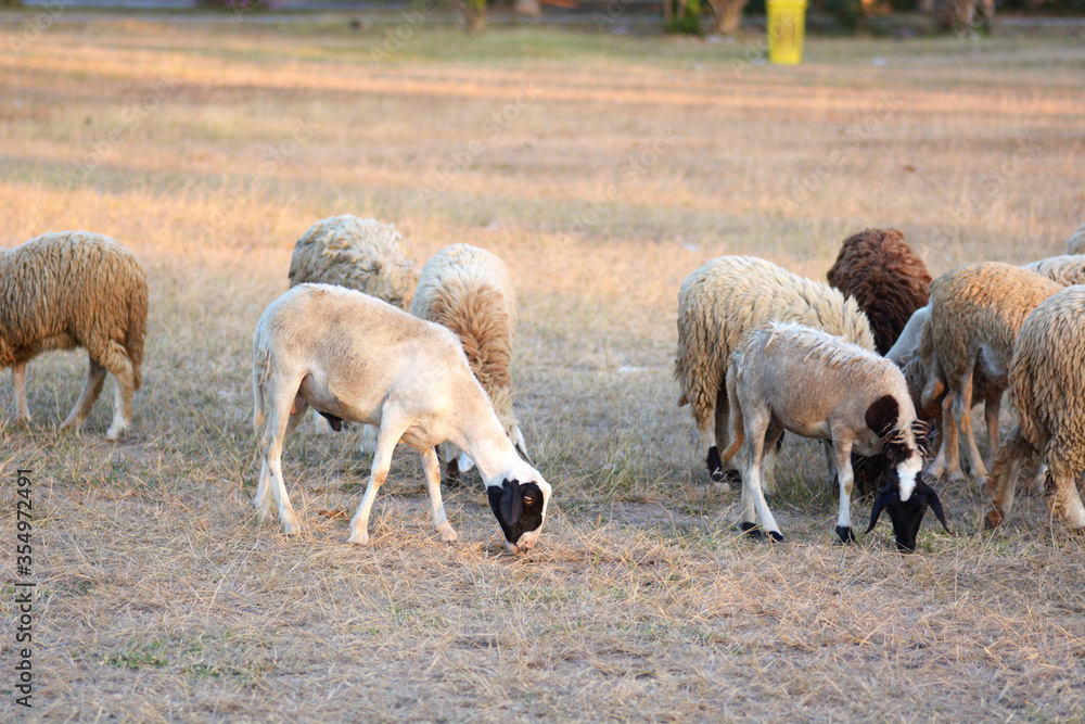 Obraz premium sheep eating a grass.