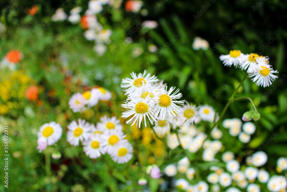 近所に咲いていたお花です。 近所に咲いていたお花です。