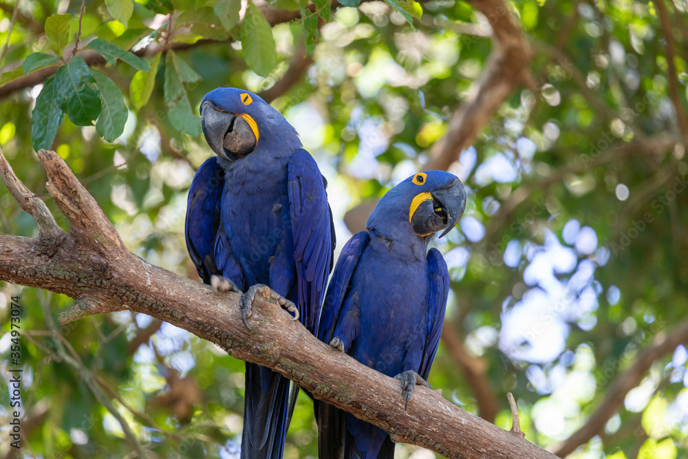 Obraz premium This is a picture of the famous macaw parrot (ara parrot). Photo shot in the jungle of the Pantanal area in Brazil.