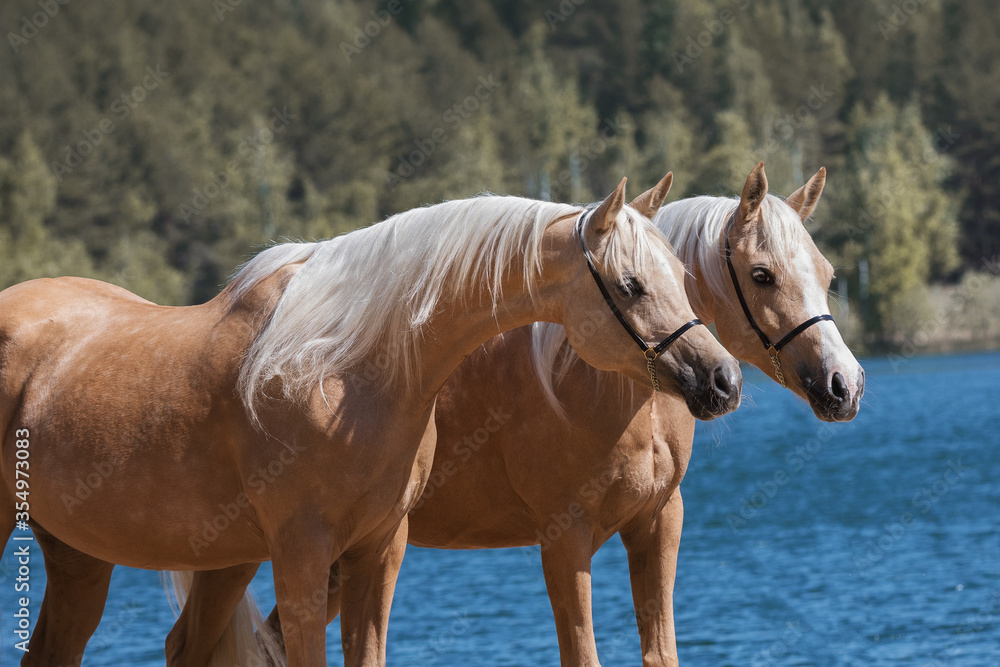 Portrait of a two beautiful palomino horses with a long mane standing near blue water on summer background Portrait of a two beautiful palomino horses with a long mane standing near blue water on summer background