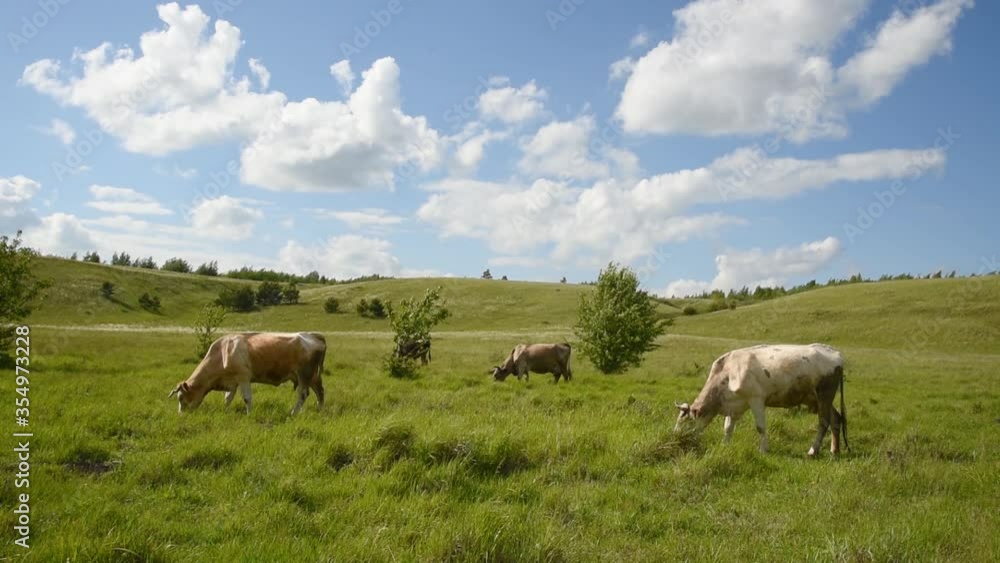 Cows eat grass in the field. Cattle graze in the meadow on a sunny day. Cows eat grass in the field. Cattle graze in the meadow on a sunny day.