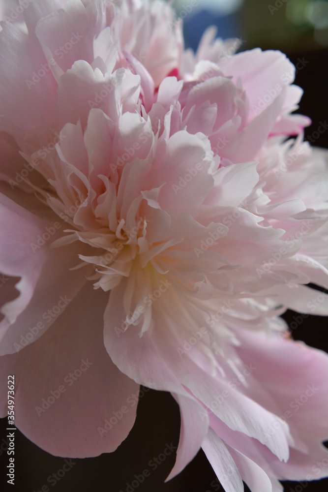 Voll aufgeblühte rosafarbene Blüten der Pfingstrose