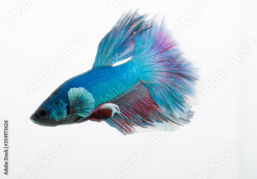 siamese fighting fish in white background