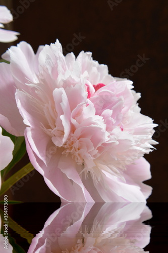 Voll aufgeblühte rosafarbene Blüten der Pfingstrose