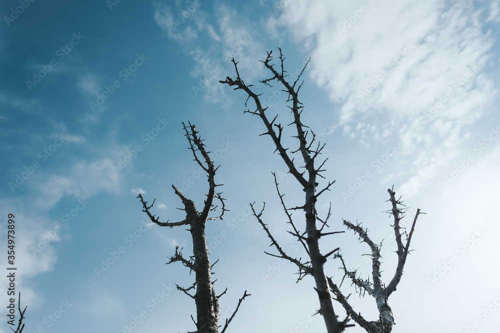 Dry dead tree branches and blue sky with clouds. The concept of environmental pollution and the negative impact of man on nature. Dry dead tree branches and blue sky with clouds. The concept of environmental pollution and the negative impact of man on nature.