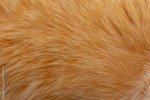 textura de pelo de gato naranja