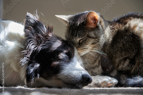 Dog and Cat at peace and sleeping together.  Frontal view. Border Collie and Brown Tabby cat. photo