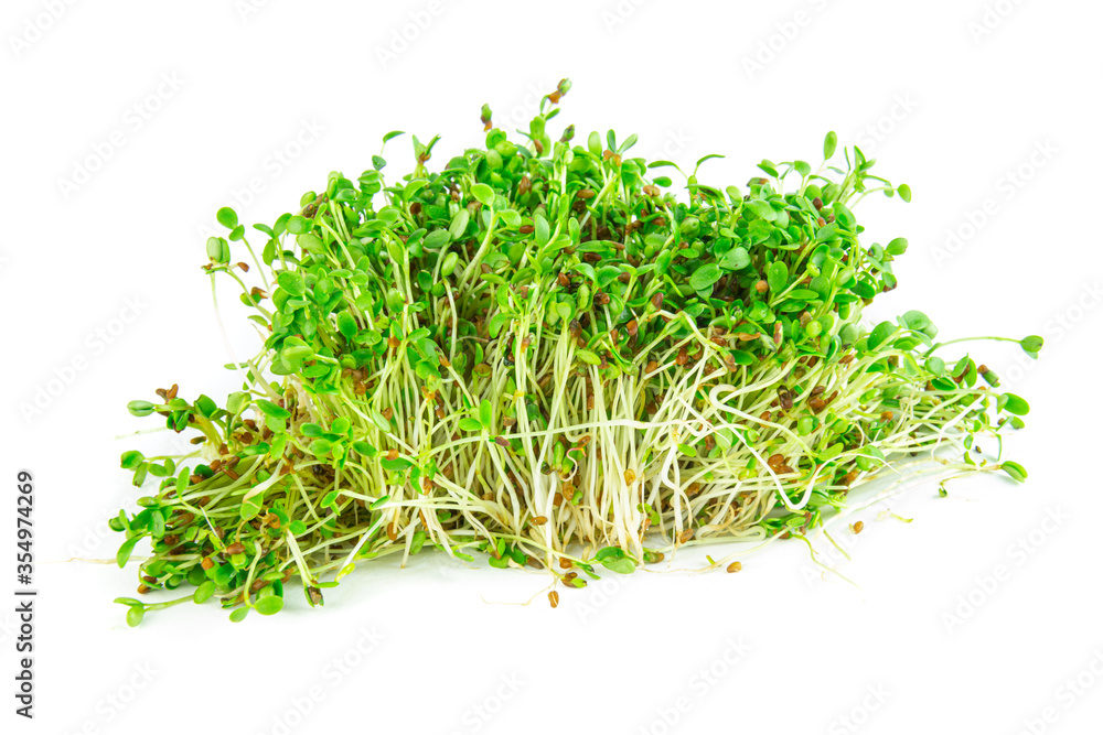 Micro greens arugula sprouts closeup on the pile of buds seeds ad greens Micro greens arugula sprouts closeup on the pile of buds seeds ad greens