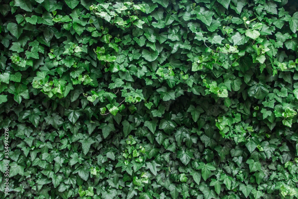 Green leaf texture. Background from leaves. Dark green background. Hedge