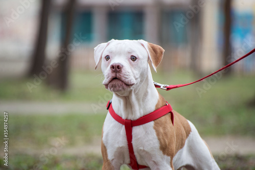 American Bulldog puppy on nature