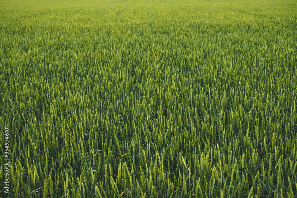 Field with green wheat, agricultural industry. Field with green wheat, agricultural industry.