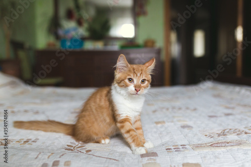 Little ginger kitten sitting on the bed.