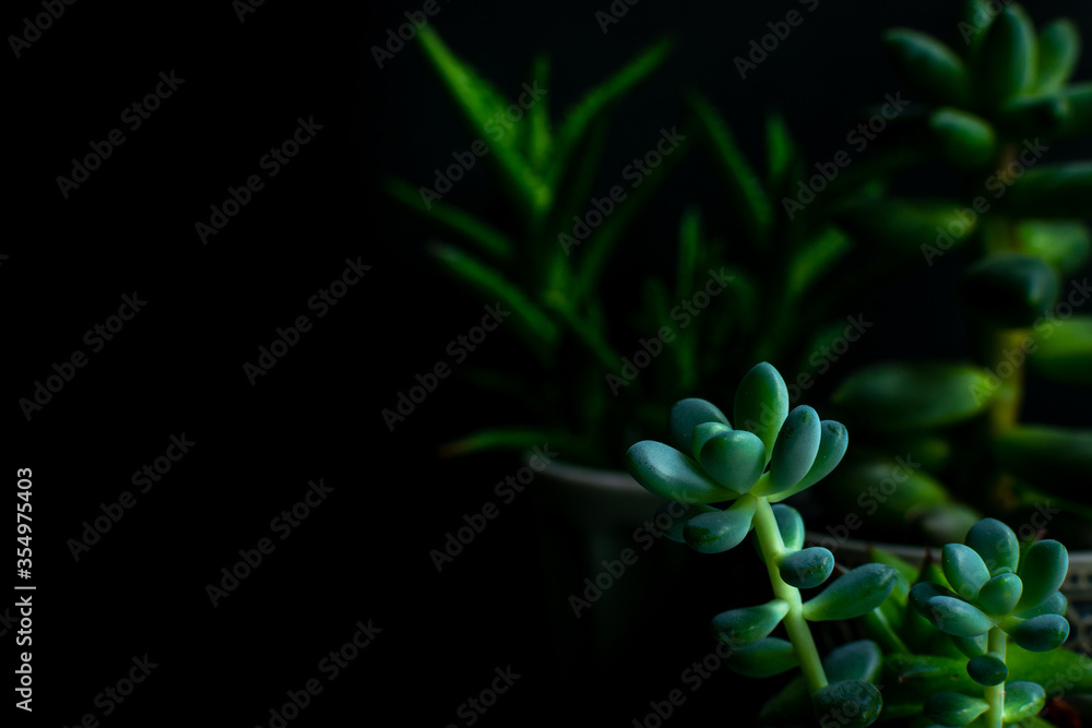 pachyphytum succulents and pachyphytum succulents and