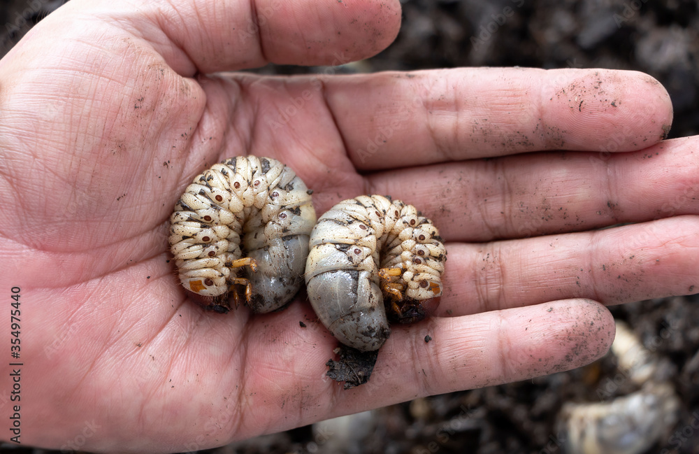 Beetle larvae (grub) are soft- bodied, soil-dwelling insects with a light brown head. A man picks up a beetle worm in his hand. Grub worm are a source of protein foods that people can eat. Beetle larvae (grub) are soft- bodied, soil-dwelling insects with a light brown head. A man picks up a beetle worm in his hand. Grub worm are a source of protein foods that people can eat.
