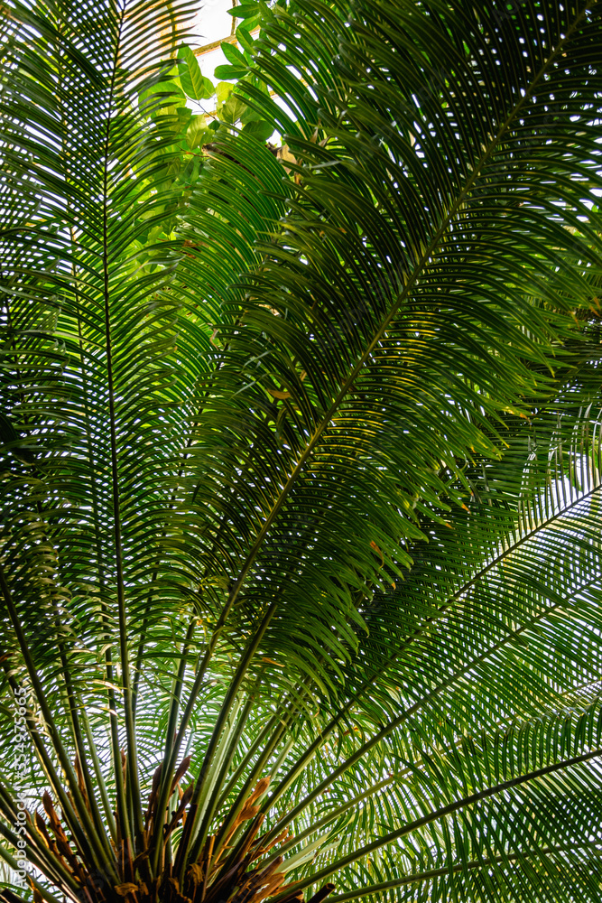 Huge palms in Palm House at Schönbrunn, Vienna Austria. Huge palms in Palm House at Schönbrunn, Vienna Austria.
