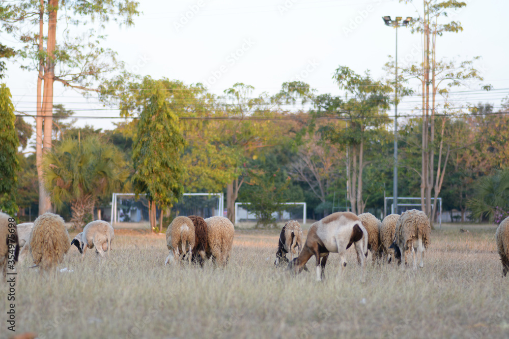 Obraz premium sheep eating grass.