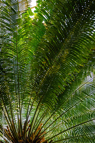 Huge palms in Palm House at Sch  nbrunn  Vienna Austria. 