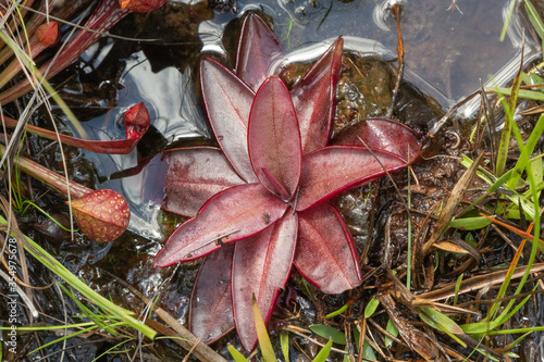 Pinguicula planifolia in Liberty County, Florida, USA