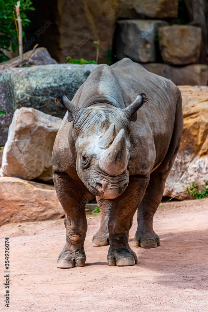 Naklejka premium Portrait of a black rhino in its territory